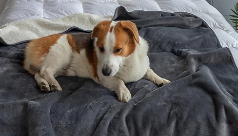 Thick Fleeced Warm Pet Blanket - 4 Colours & Sizes